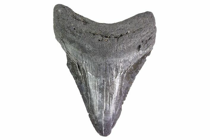 Fossil Megalodon Tooth - Georgia #151538